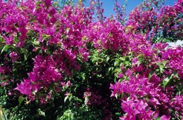Blue-sky;-Bougainvillea;-Comoros-Archipelago;-Flowers;-France;-Indian-Ocean;-Kaleidos;-Kaleidos-images;-La-parole-à-limage;-Laurent-Abad;-Magenta;-Mayotte;-Plant;-Stories-Pictures;-Vegetation